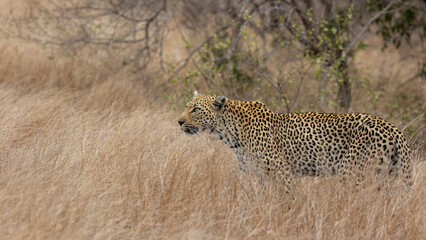Fototapeta premium a female leopard close up