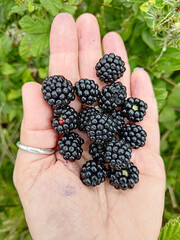 black blackberries in summer - 650702398