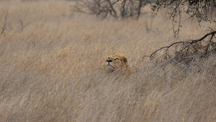 Big male lion in tall grass on a windy day