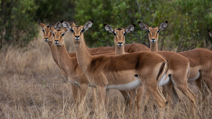 Impala herd on high alert