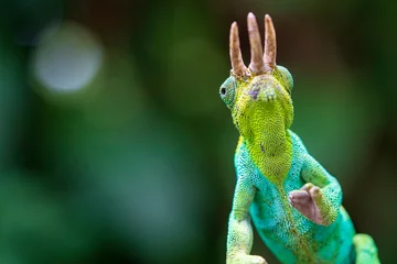 Fototapete Johnston's three-horned chameleon close up © Staffan Widstrand
