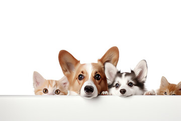 Kittens and puppies peek behind a white poster on a white background. Banner layout for a pet store or veterinary clinic.