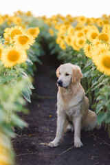 A golden retriever walks in the summer in a field of sunflowers. Pet supplies, animal feed and treats