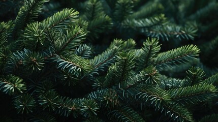 Fototapeta na wymiar A close up of a pine tree with green needles