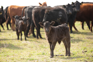 Great and amazing cattle of Argentina