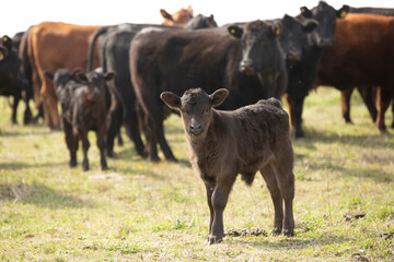 Great and amazing cattle of Argentina
