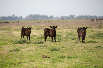 Great and amazing cattle of Argentina