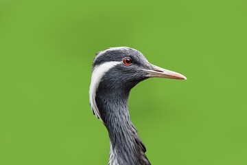 heron on colored background