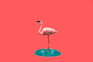 Pink flamingo in pink background