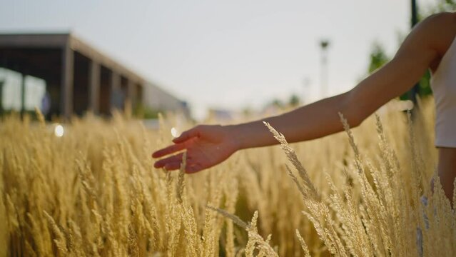 Close up slow motion feMale hand touching a golden wheat ear in wheat field. hand moving through wheat field. girls hand touching wheat during sunset. Ripe harvest time. selective focus