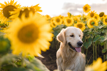 A golden retriever walks in the summer in a field of sunflowers. Pet supplies, animal feed and treats