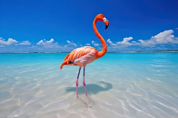Fotobehang pink flamingo stand in water on tropical beach background © krissikunterbunt