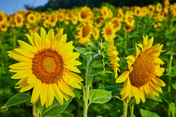 Obraz premium Dark brown seeds in center of yellow sunflower with field of flowers in background