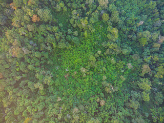 Tree forest green nature background landscape scenery