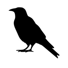 silhouette of a crow