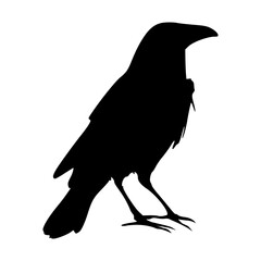 silhouette of a crow