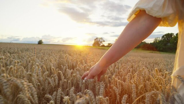 A woman rests amid the grandeur of a wheat field, feeling the warmth of the sun's rays and the peace of the surrounding nature. High quality 4k footage
