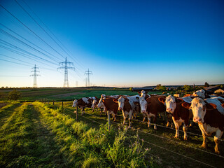 Kühe und Rinder grasen in der Nähe einer Überlandleitung