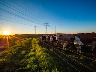 Fototapeta na wymiar Kühe und Rinder grasen in der Nähe einer Überlandleitung