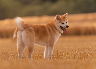très jolie akita inu, dans un champs de blé, lors d'une promenade en liberté, un jour d'été traité en ton sur ton