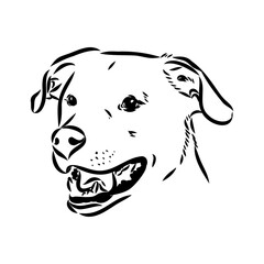 austrian pinscher vector sketch illustration