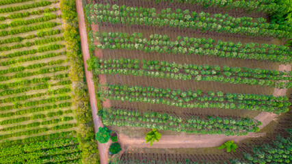 Planting rows of eucalyptus and soy trees on a farm in Brazil, São Paulo. Aerial view