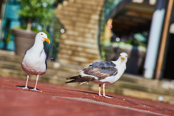 Scruffy seagull gives judgmental look at camera while other seagull stares with contempt