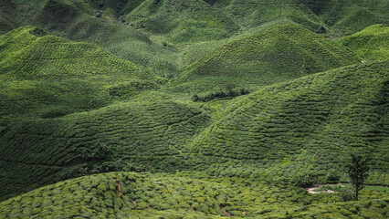 The landscape of Cameron Highlands in Malaysia