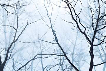 Misty Winter Day Bare Tree Background
