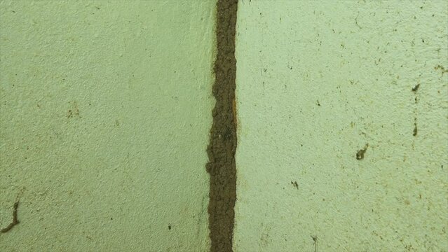 Close-up termite mound at the wall of house