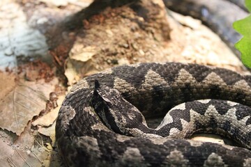 snake on the ground © klemen