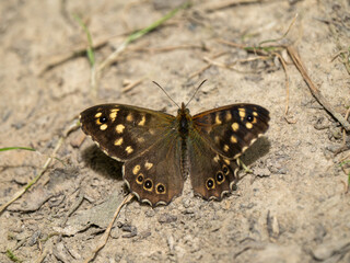 Fototapeta na wymiar Speckled Wood Butterfly Resting on the Ground