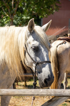 Retrato de caballo blanco con cabestro con crines doradas.
