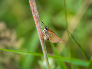 Small Skipper Butterfly Laying an Egg on a Grass Stem