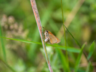 Small Skipper Butterfly Laying an Egg on a Grass Stem