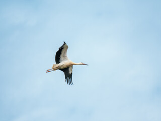 Juvenile White Stork in Flight