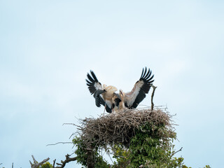 Juvenile White Storks in a Nest