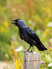 Close up of a Carrion Crow
