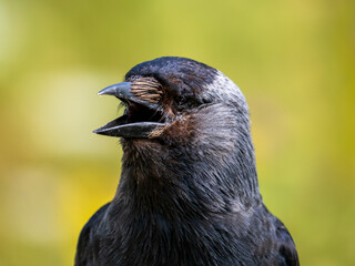 Obraz premium Close up of a Carrion Crow Head