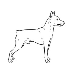 austrian pinscher vector sketch illustration
