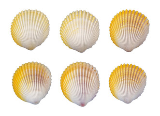 set of white seashells element