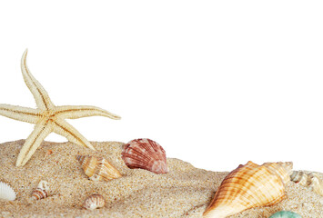 seashells and shell on the sand isolated