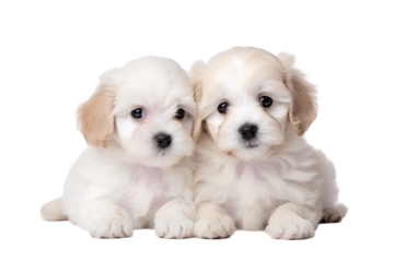 Cute small puppies on a white background studio shot PNG