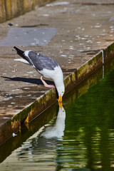 Thirsty seagull drinking from green water while standing on dirty sidewalk