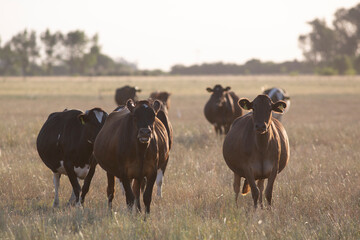 Great and amazing cattle of argentina