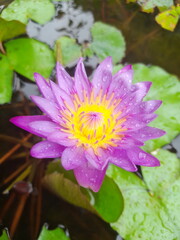  Water Lily