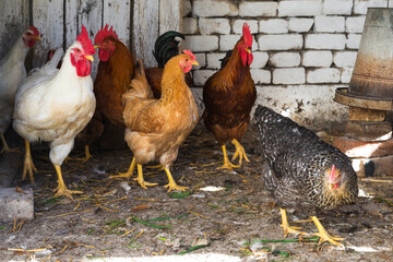 Flock of chickens in organic farm.