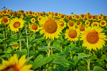 Fototapeta premium Dark brown seeds in center of yellow sunflower with field of flowers and blue sky in background