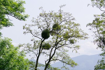 Viscum album mistletoe (European common mistle) in branches of tree