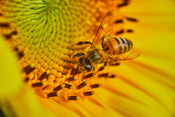 Macro of bee with pollen on it as it pollinates interior of yellow flower